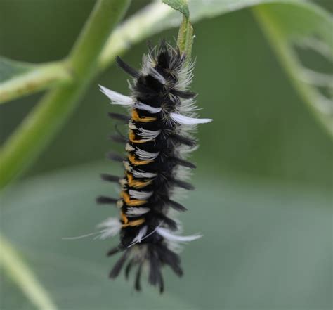 What Is This Orange and Black and White Spiky Caterpillar On the Milkweed? | Natural Crooks ...