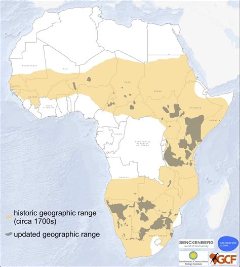 The Silent Extinction of Giraffes