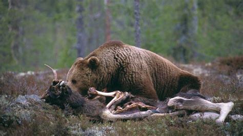 Bear Punches a Wolf that prowling around and wanted the bear's food