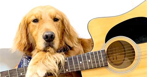 Country Songs About Dogs: The Perfect Dog Lover's Playlist