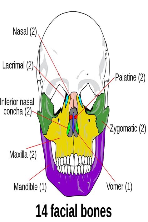 Facial Bones Mnemonics | Facial bones, Human body anatomy, Facial