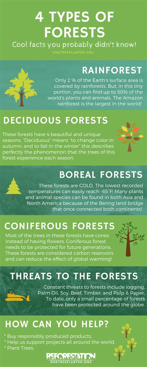 4 Types of Forests Around the World {Infographic} | One Tree Planted