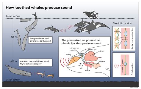 Vocal fry helps toothed whales echolocate | Popular Science