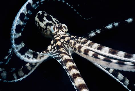 Mimic Octopus Photograph by Jeff Rotman - Pixels