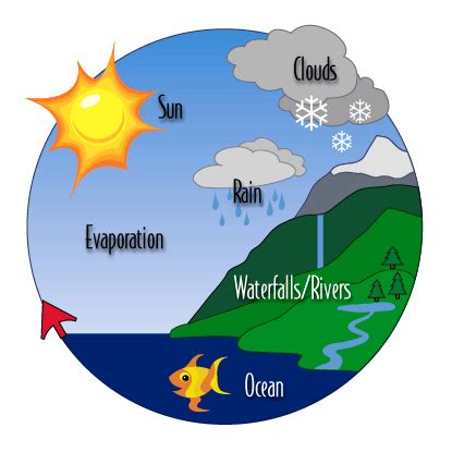 Hydrological Cycle | Hydrological cycle, Water cycle, Summer book club