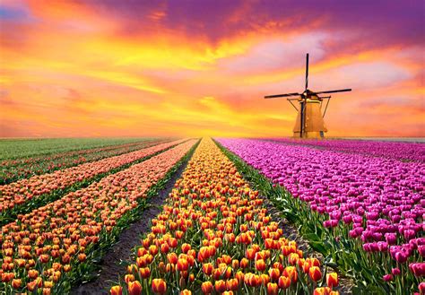 Tulip Field in Netherlands – Most of the tulip farms in Holland are ...