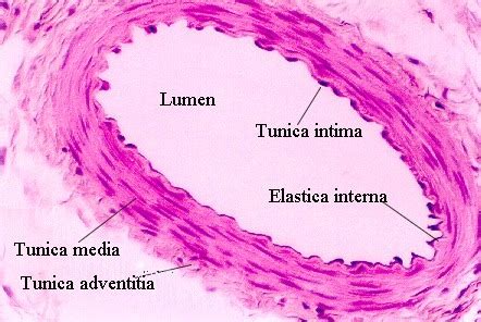 SMOOTH MUSCLE | Microanatomy Web Atlas | Gwen V. Childs, Ph.D.