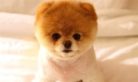 Top 7 Cutest Puppies in the world