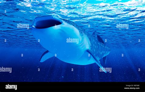 Illustration of a whale shark Stock Photo - Alamy