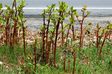 How to Get Rid of Japanese Knotweed