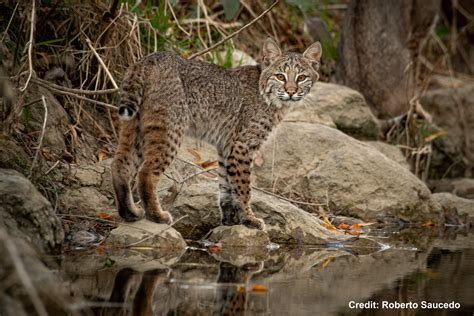 Bobcat - Texas Native Cats