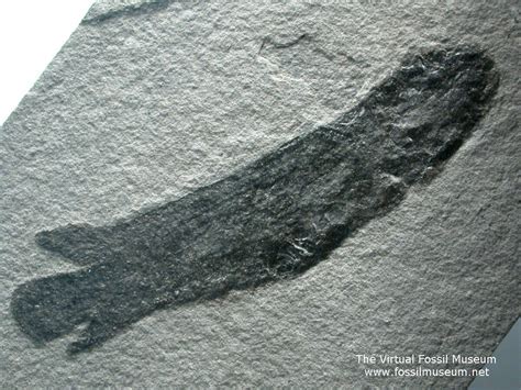 Dipterus valenciennesi Lung Fish Fossil