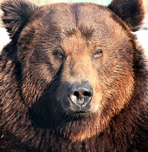 Grizzly Bear Portrait Free Stock Photo - Public Domain Pictures