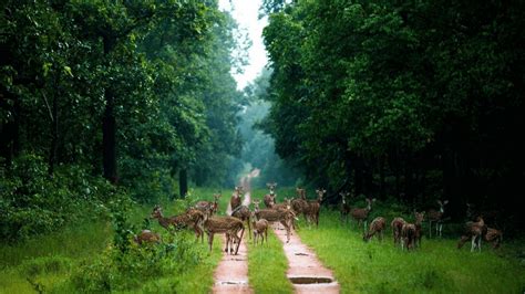 Barnawapara Wildlife Sanctuary in Chhattisgarh: A Perfect Wildlife ...