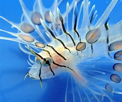 Spotfin Lionfish - Sea Life Photo (225881) - Fanpop