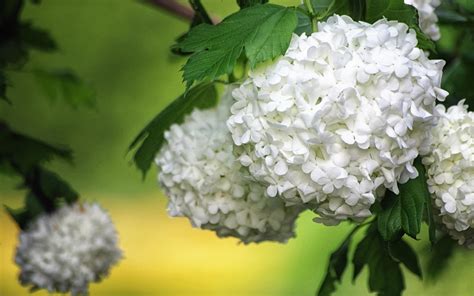 White Hydrangea Wallpapers - Top Free White Hydrangea Backgrounds - WallpaperAccess