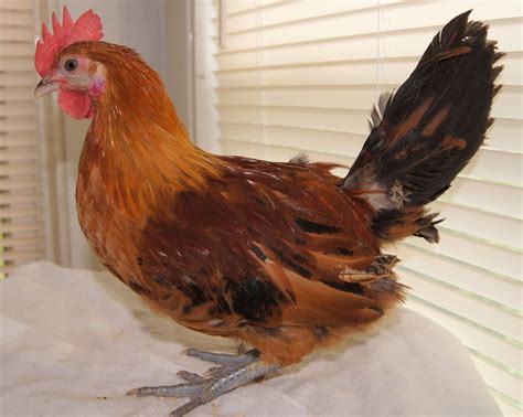 Any Idea On Breed(s)? | BackYard Chickens