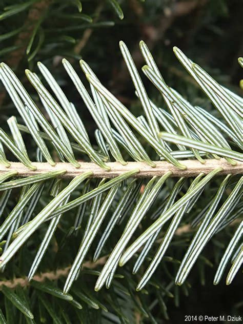 Abies balsamea (Balsam Fir): Minnesota Wildflowers