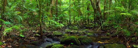 Rainforest: Where Is The Daintree Rainforest