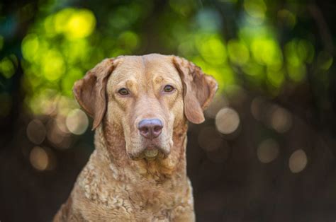 Chesapeake Bay Retriever Colors – 3 Gorgeous Shades