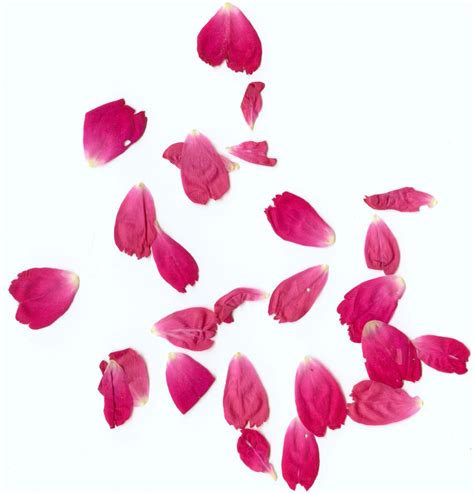 How To Draw Rose Petals - They are just slightly curved lines going around in the circle when ...