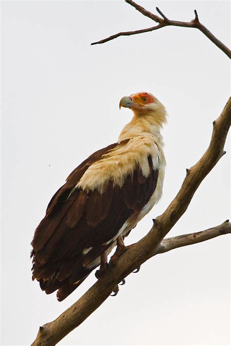 Tanzania & Zanzibar: Palm-nut Vulture