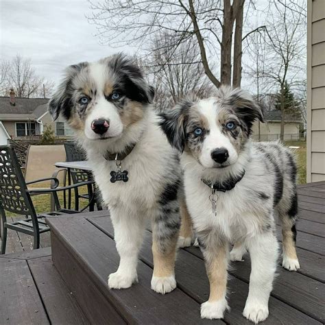 Australian Shepherds | Chiots australiens, Chien mignon, Dresser un chien