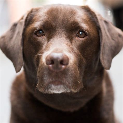 The Dogist on Instagram: “Lucy, Labrador Retriever (8 y/o), Water ...