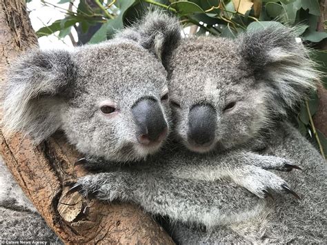 Adorable photographs show cute koalas cuddling at a reptile park - The ...