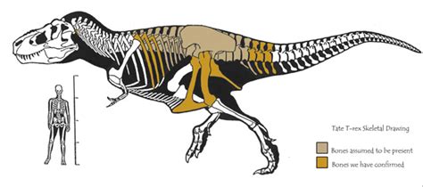 Tyrannosaurus Rex Skeleton Drawing at GetDrawings | Free download