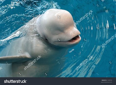 Baby Beluga Whale Smiling Stock Photo 1328724 : Shutterstock