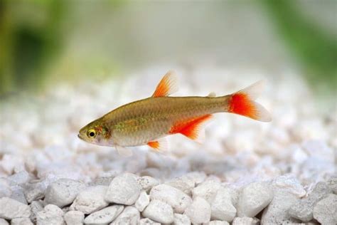 Bloodfin Tetra Complete Care, Breeding, Disease Guide - Fish Tank Master