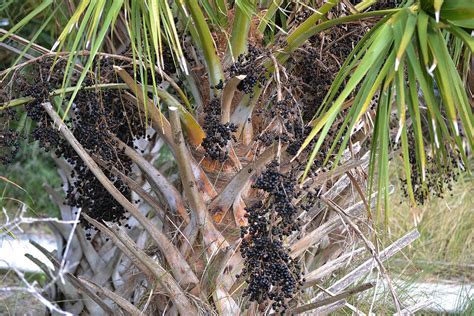 Sabal Palm with Fruit Berries Photograph by Roy Erickson - Fine Art America