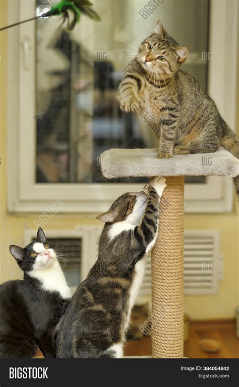 Three Young Cats Play Image & Photo (Free Trial) | Bigstock