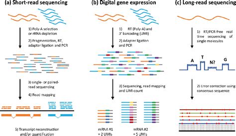 Figure 1 from New transcriptomic tools to understand testis development ...