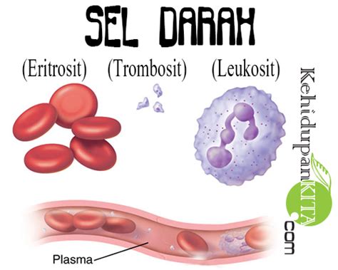 Sel Darah Merah, Putih, dan Keping Darah (Eritrosit, Leukosit, dan ...