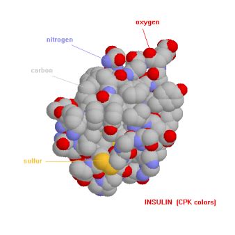 Fibrous Protein Molecular Structure