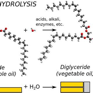 42+ Triacylglycerol Hydrolysis PNG - Mito