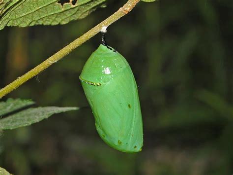 Monarch Butterfly Caterpillar Cocoon