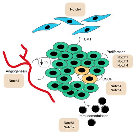 Cells | Free Full-Text | Cancer Stem Cells, Quo Vadis? The Notch Signaling Pathway in Tumor ...