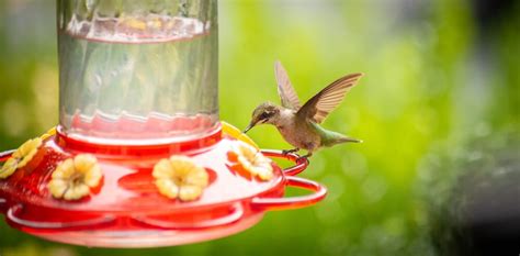 hummingbird nectar feeder - Bird Watching HQ