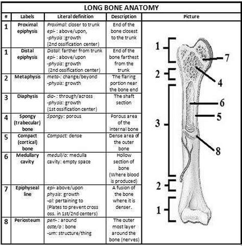 Pictures Bone Anatomy Worksheet Human Chart Beautiful Labeling ...