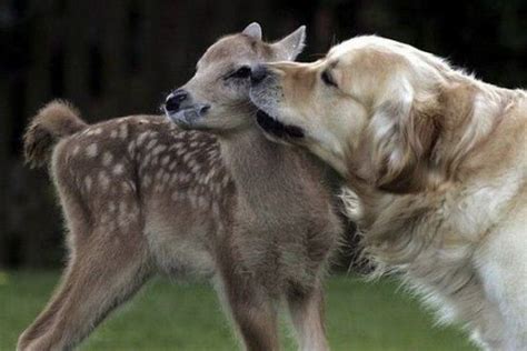 Adorable animals kissing | Amazing Creatures