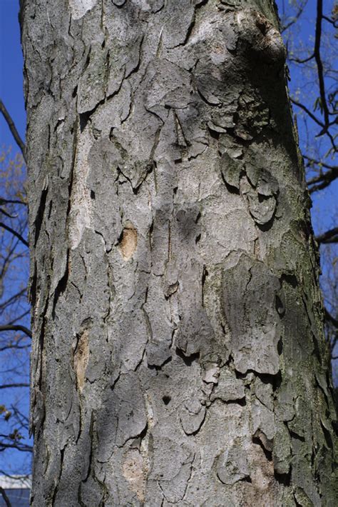 ohio buckeye tree bark - Catharine Arredondo