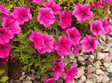 Pink Petunia Flowers Wallpapers ~ Desktop Wallpaper