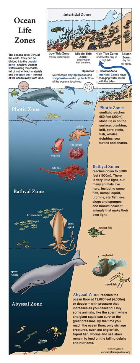 Abyssal Zone Plants - Plants BC