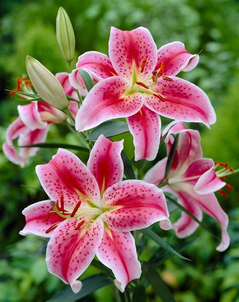 Oriental Lily Perennials at Lowes.com