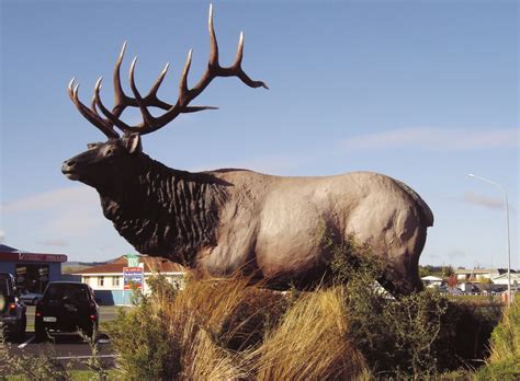 Finding a place for wapiti in the wild | New Zealand Geographic