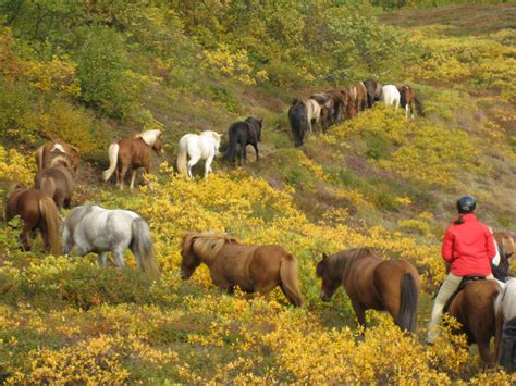 Moet ik echt doen!! Riding tours with the Icelandic Horse in Iceland. http://islenskihesturinn ...