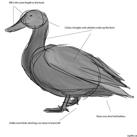 How To Draw A Realistic Duck Step By Step at Drawing Tutorials